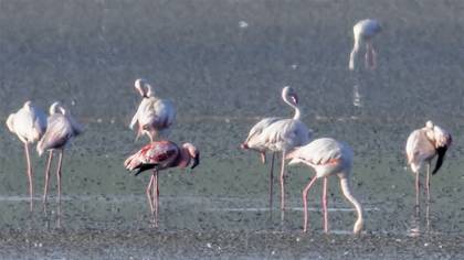 Küçük Flamingo