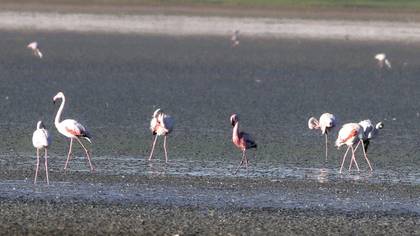 Küçük Flamingo