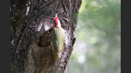 Yeşil Ağaçkakan