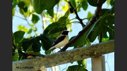 Karakulaklı Kuyrukkakan