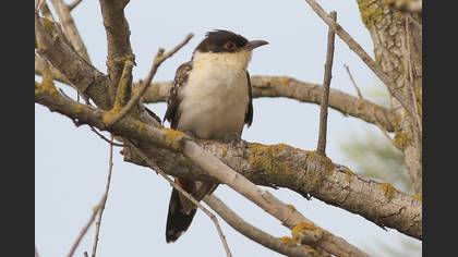 Tepeli Guguk