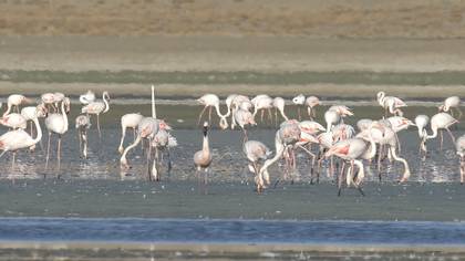 Küçük Flamingo