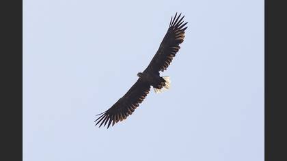 Akkuyruklu Kartal