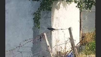 Karatavuk