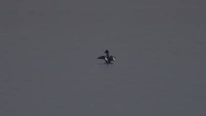 Altıngöz