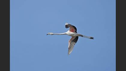 Flamingo
