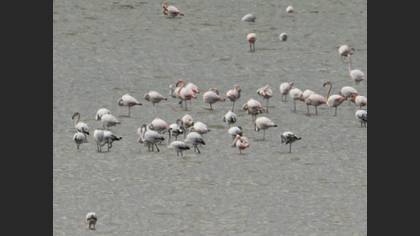 Flamingo