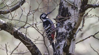 Aksırtlı Ağaçkakan