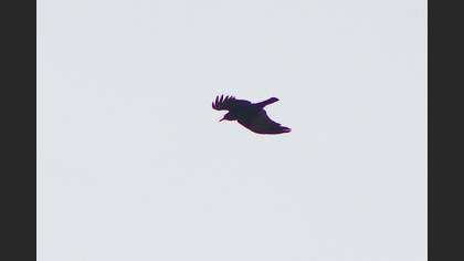 Kırmızıgagalı Dağ Kargası