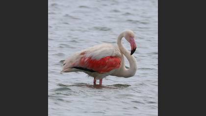 Flamingo