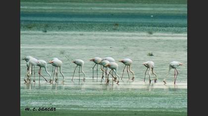 Flamingo