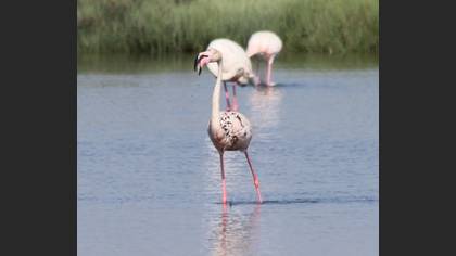 Flamingo