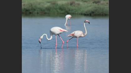 Flamingo