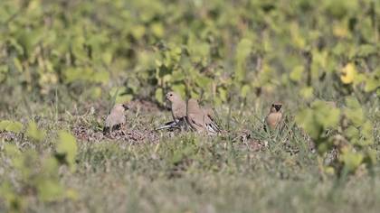 Boz Alamecek