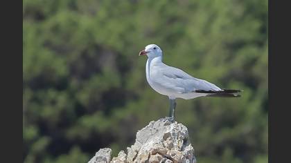 Ada Martısı