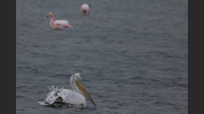 Tepeli Pelikan
