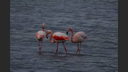 Flamingo
