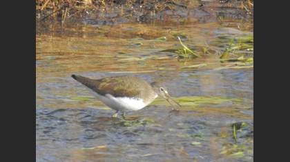 Yeşil Düdükçün