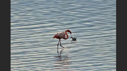 Flamingo