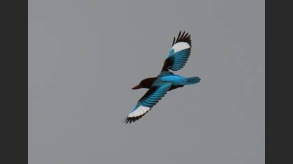 İzmir Yalıçapkını