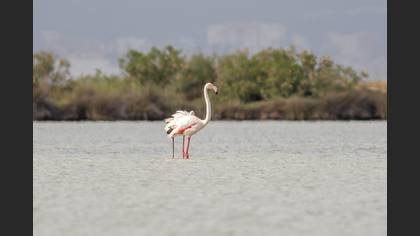 Flamingo