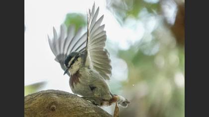 Anadolu Sıvacısı