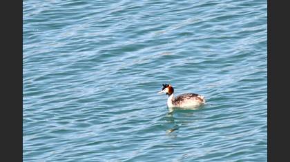 Bahri