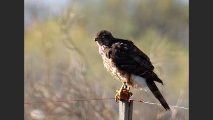Çakır