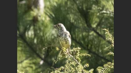 Ökse Ardıcı