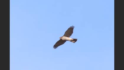 Atmaca