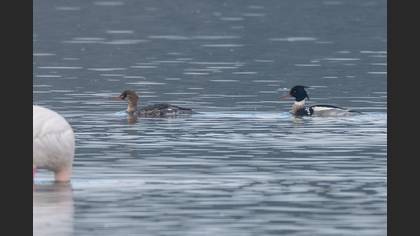 Tarakdiş