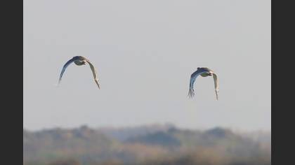 Mezgeldek