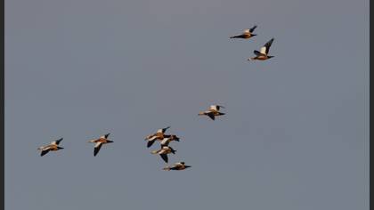 Angıt
