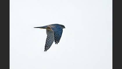 Boz Doğan