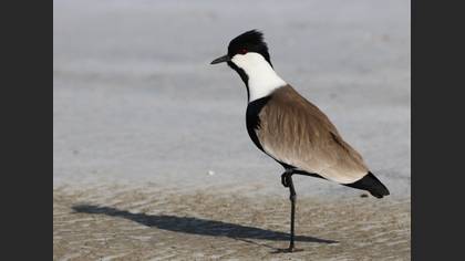 Mahmuzlu Kızkuşu