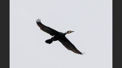 Karabatak