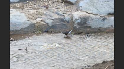 Derekuşu