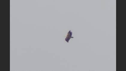 Kızıl Akbaba