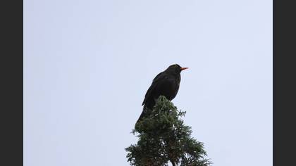 Karatavuk