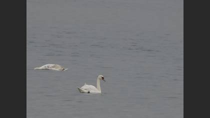 Kuğu
