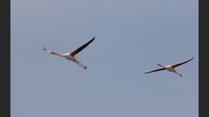 Flamingo