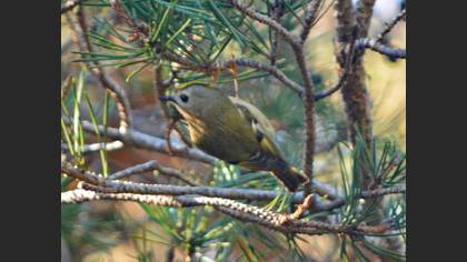 Çalıkuşu