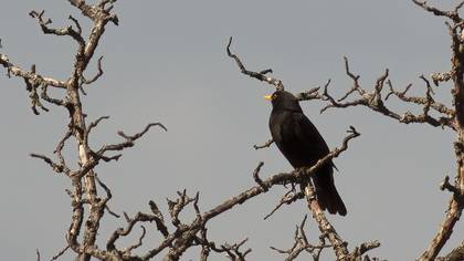 Karatavuk