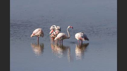 Flamingo