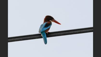 İzmir Yalıçapkını