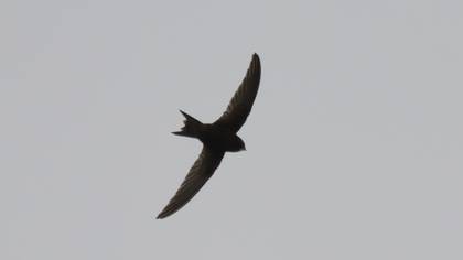 Ebabil