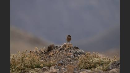 Taşkızılı