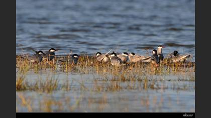 Bıyıklı Sumru