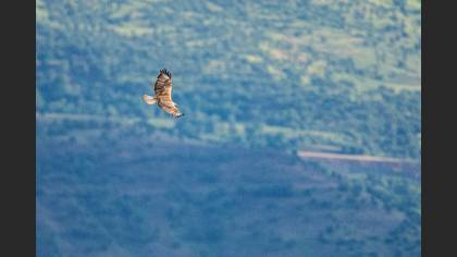 Kızıl Şahin