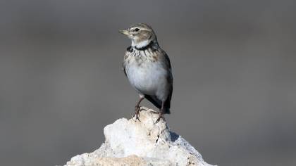 Boğmaklı Toygar